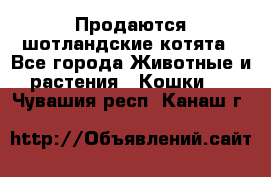 Продаются шотландские котята - Все города Животные и растения » Кошки   . Чувашия респ.,Канаш г.